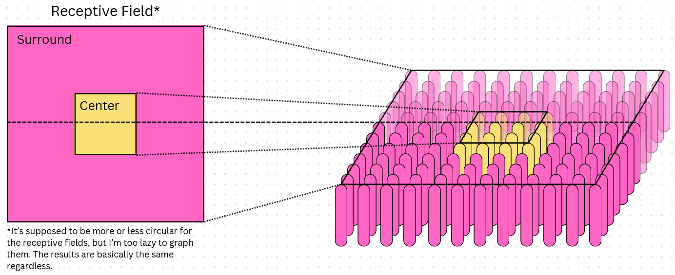 Receptive fields from different perspectives