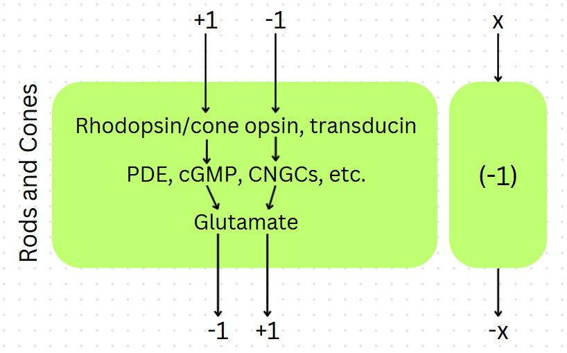 Rods and cones as a machine